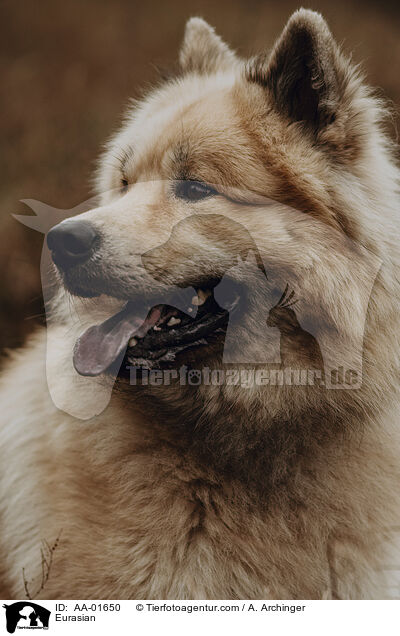 Eurasier / Eurasian / AA-01650