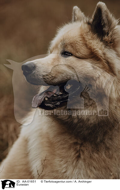 Eurasier / Eurasian / AA-01651