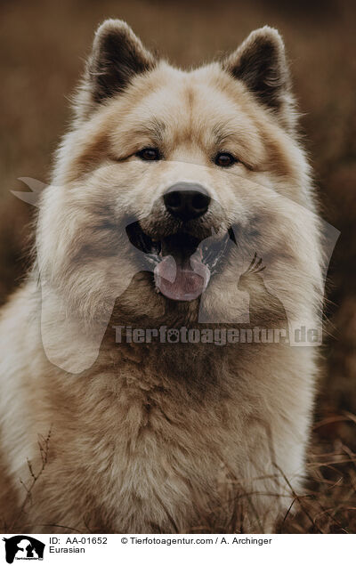 Eurasier / Eurasian / AA-01652