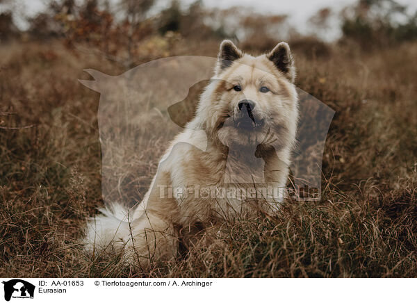 Eurasier / Eurasian / AA-01653