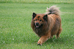 Eurasier on meadow