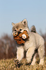 Eurasier Puppy