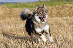 running Eurasier