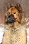 Eurasian Portrait