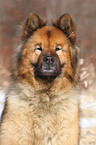 Eurasian Portrait