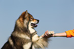 Eurasian Dog gives paw