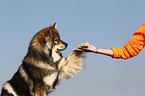 Eurasian Dog gives paw