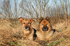 eurasian dog and mongrel