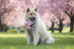 sitting eurasian dog