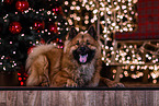 Eurasier at christmas