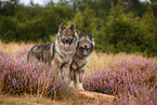 Eurasier