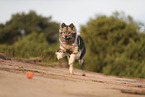 Eurasier