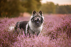 Eurasier