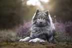 Eurasier