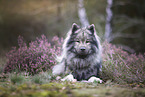 Eurasier