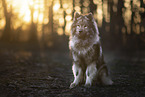 Eurasier