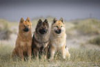 Eurasier