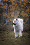 Eurasier