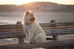 Eurasier