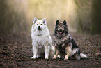 Eurasier