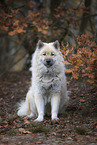 Eurasier