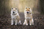 Eurasier