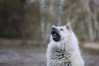 Eurasier