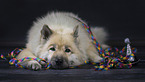 Eurasier