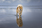 Eurasier