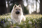 Eurasier