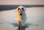 Eurasier