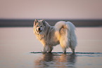 Eurasier