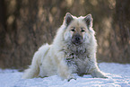 Eurasier