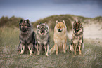 Eurasier