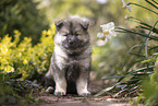 Eurasier puppy