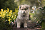 Eurasier puppy