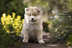 Eurasier puppy