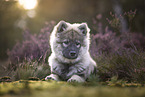 Eurasier puppy