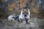 Eurasier puppy