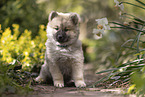 Eurasier puppy