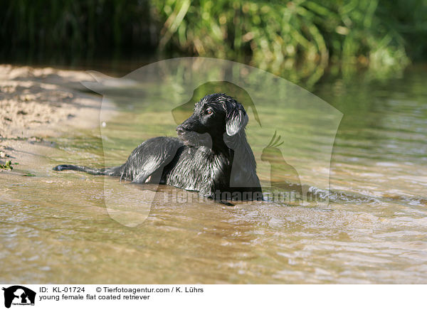 junge Flat Coated Retriever Hndin / young female flat coated retriever / KL-01724