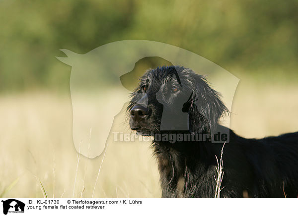 junge Flat Coated Retriever Hndin / young female flat coated retriever / KL-01730