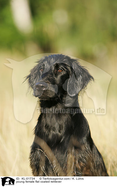 junge Flat Coated Retriever Hndin / young female flat coated retriever / KL-01734