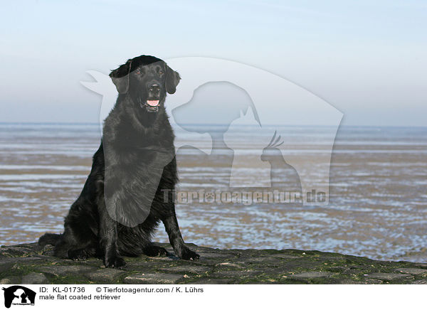 Flat Coated Retriever Rde / male flat coated retriever / KL-01736