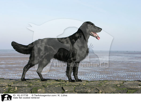 Flat Coated Retriever Rde / male flat coated retriever / KL-01738