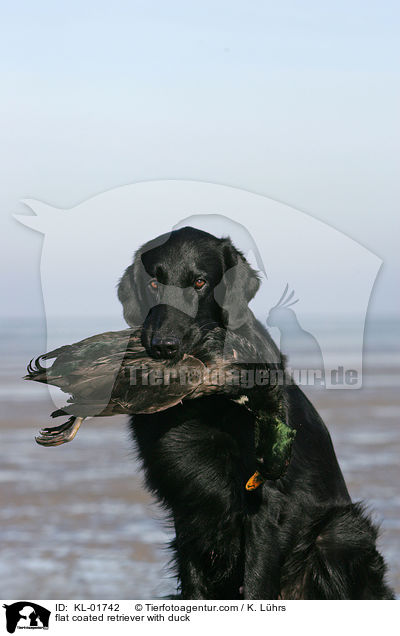 Flat Coated Retriever mit Ente / flat coated retriever with duck / KL-01742