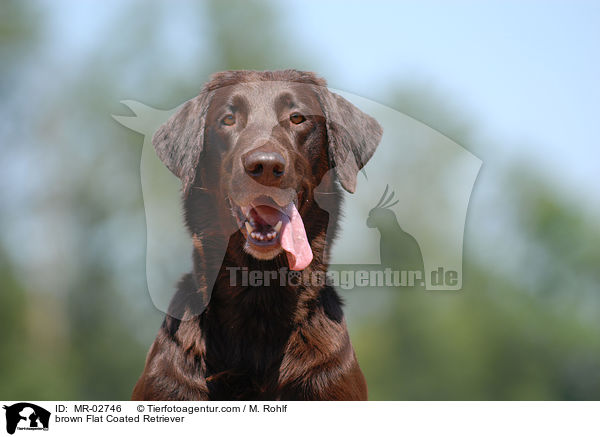 brauner Flat Coated Retriever / brown Flat Coated Retriever / MR-02746