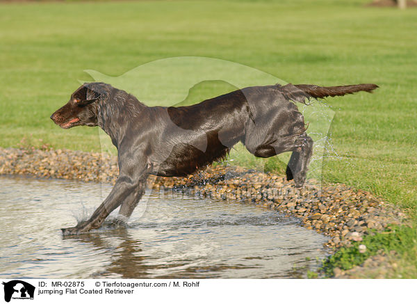 springender Flat Coated Retriever / jumping Flat Coated Retriever / MR-02875