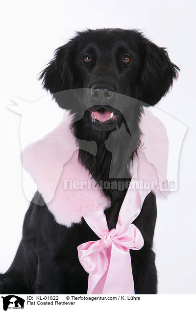 Flat Coated Retriever / Flat Coated Retriever / KL-01822