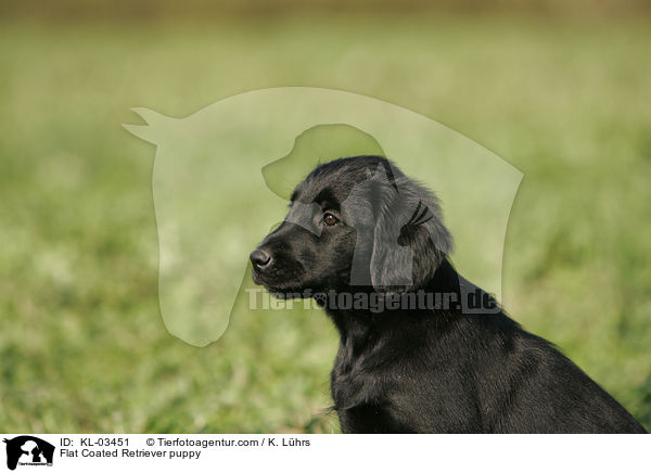 Flat Coated Retriever Welpe / Flat Coated Retriever puppy / KL-03451